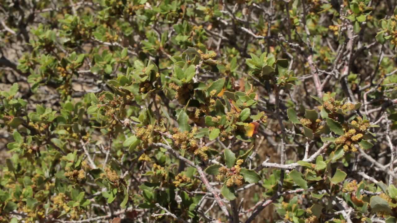 Quercus cornelius-mulleri雄蕊花- Joshua tree np - 042921 v视频素材