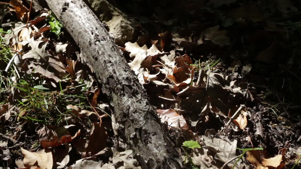 在干树枝上移动的蚂蚁。森林地板。昆虫和野生动物。视频下载