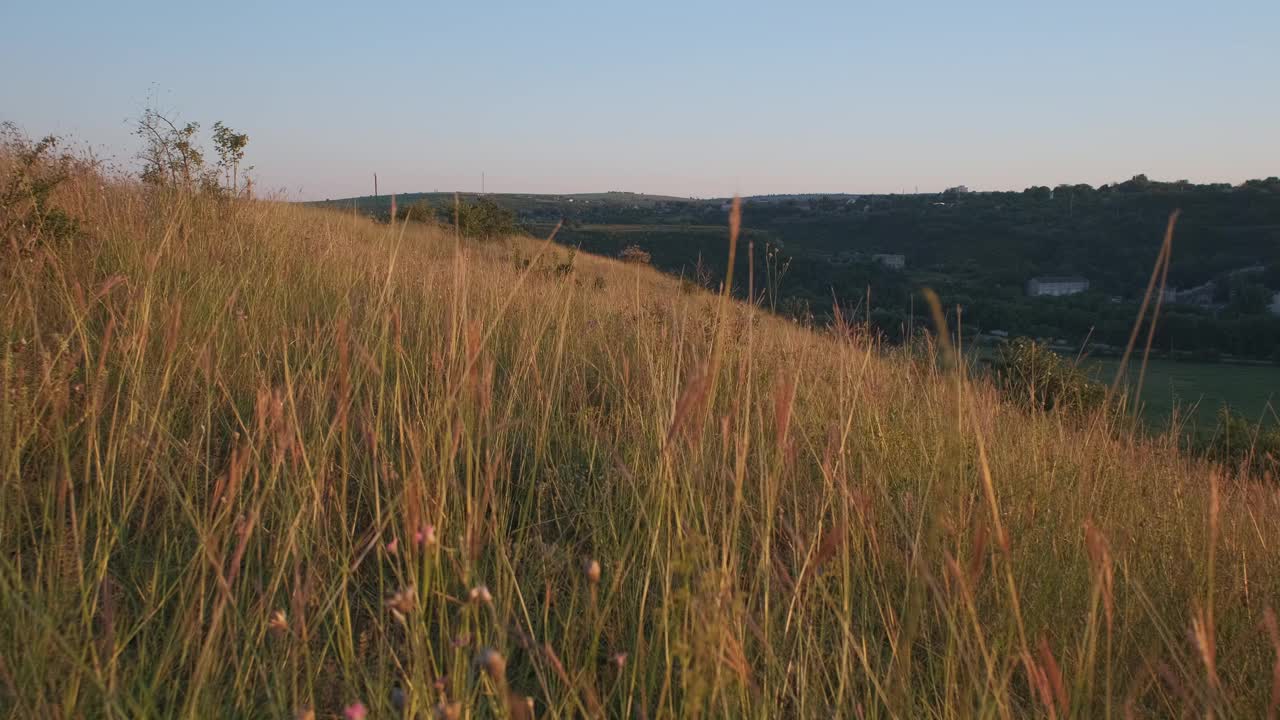 山上绿油油的草地，花和夏草。日落时混杂着野花。UHD 4 k视频素材