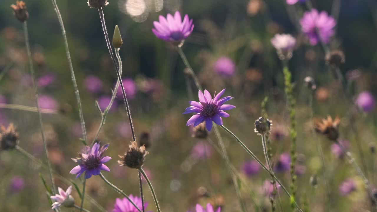 山上绿油油的草地，花和夏草。日落时混杂着野花。UHD 4 k视频素材