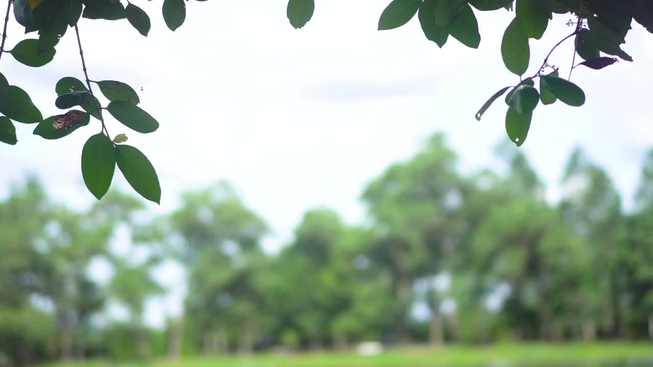 抽象孤立模糊节日灯树叶植物叶子阴影随风摇曳与阳光与散景和美丽的自然绿色散景阳光抽象模糊的背景。视频素材