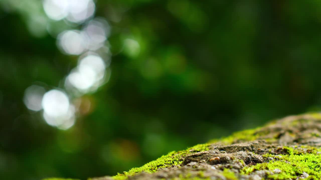 美丽的森林散景背景与复制空间。特写的树桩上覆盖着绿色的苔藓，背景是美丽的热带雨林，在风中颤动。美丽的模糊自然BG。视频素材