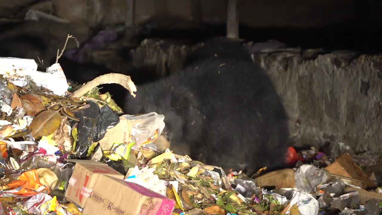 懒熊进食或捡拾废物或垃圾或垃圾在垃圾场。栖息地丧失，气候变化使它们依赖于人类遗留下来的食物，从而使它们失去了寻找食物的自然能力视频下载