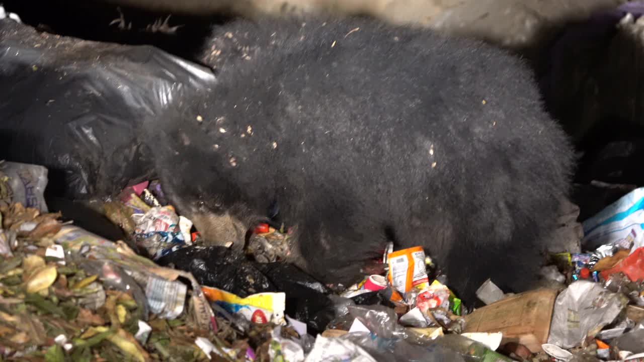 懒熊进食或捡拾废物或垃圾或垃圾在垃圾场。栖息地丧失，气候变化使它们依赖于人类遗留下来的食物，从而使它们失去了寻找食物的自然能力视频下载