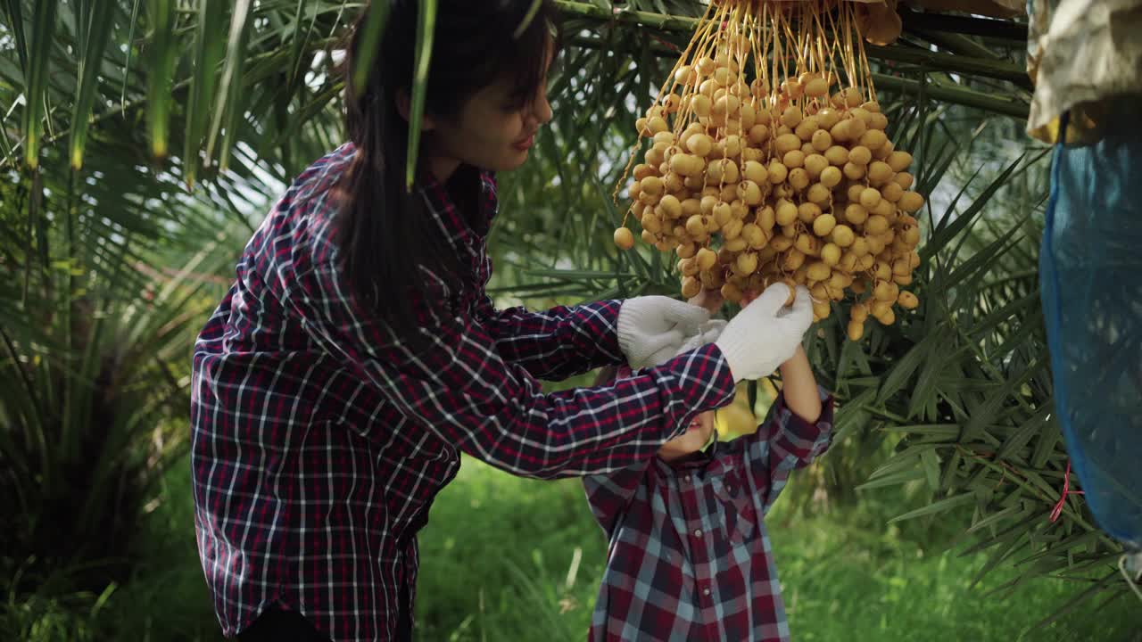 母亲和女儿正在采摘椰枣果实。视频素材