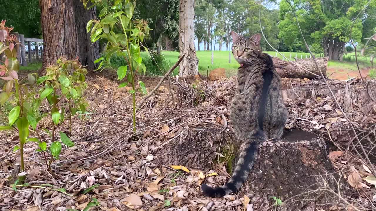 野外探险猫视频素材