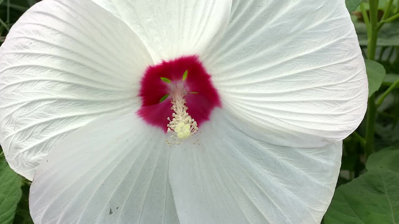 沼泽玫瑰锦葵或芙蓉视频素材