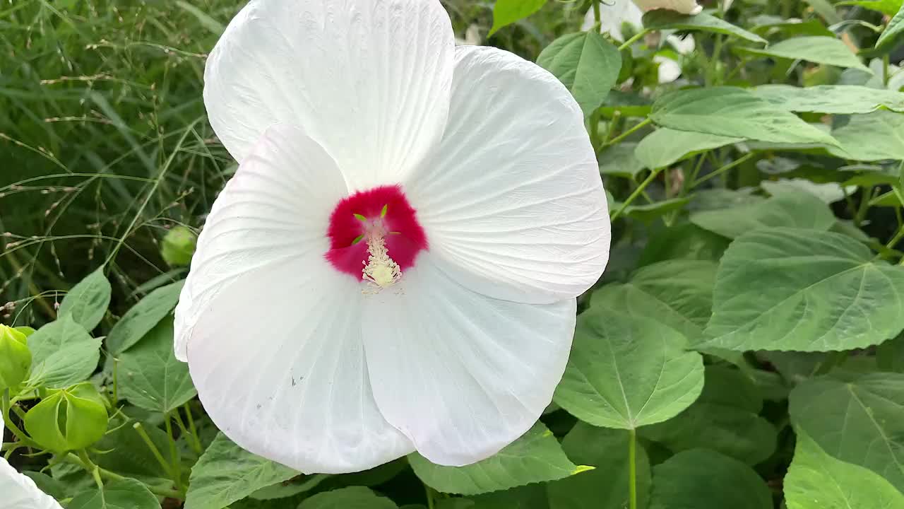 沼泽玫瑰锦葵或芙蓉视频素材