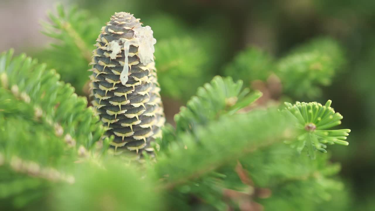 松树云杉杉树圆锥与树脂在顶部的细节特写视图视频素材