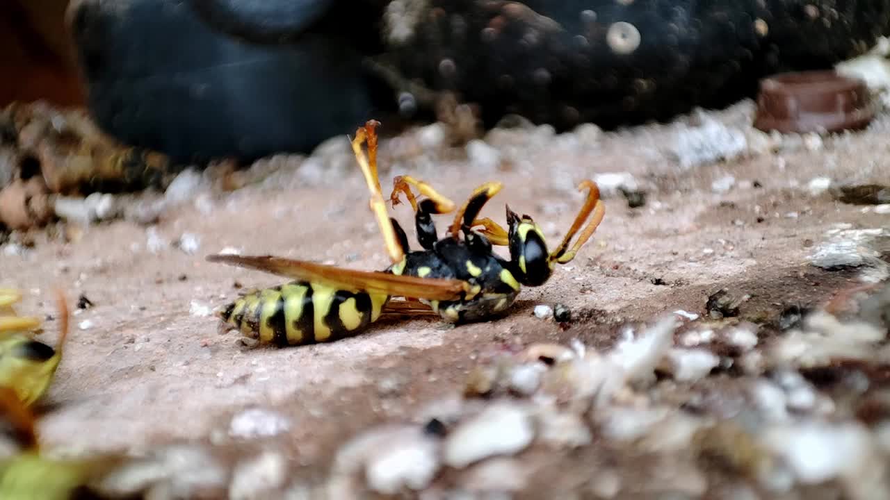 宏死去的黄蜂。死黄蜂昆虫的细节。对驱虫剂的反应。Fogation。灭绝的昆虫。害虫控制。视频素材