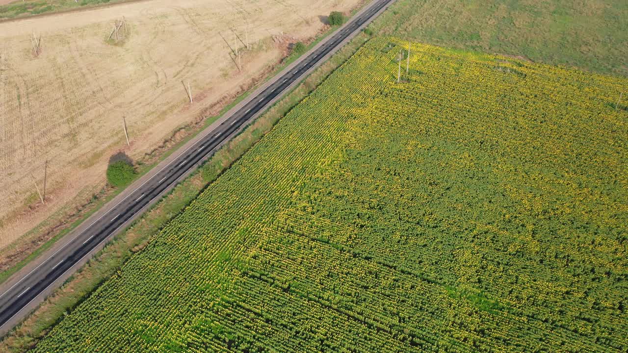 鸟瞰图的汽车沿着沿着农村公路沿着向日葵田在夏天。视频素材