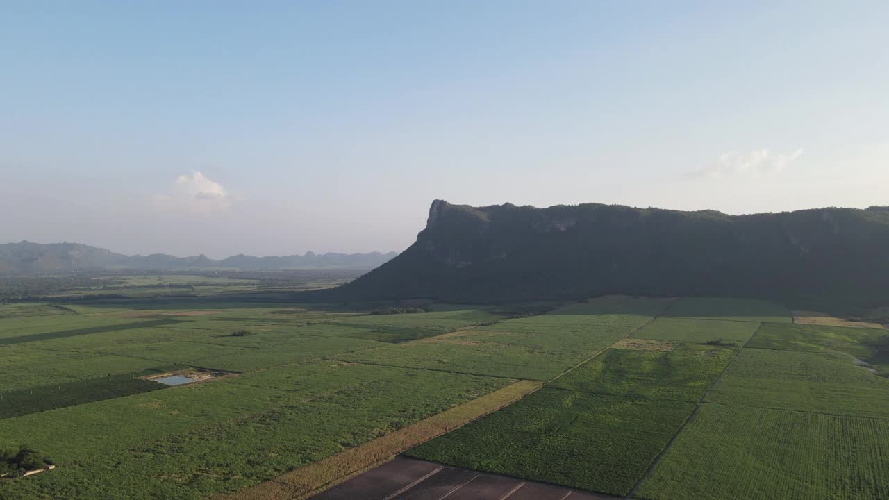 甘蔗田鸟瞰图视频素材