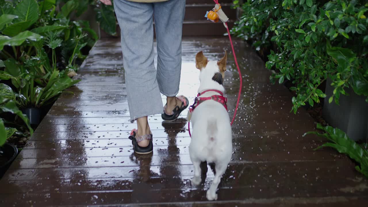 雨后，系着皮带的JRT和主人走在花园走道上视频素材