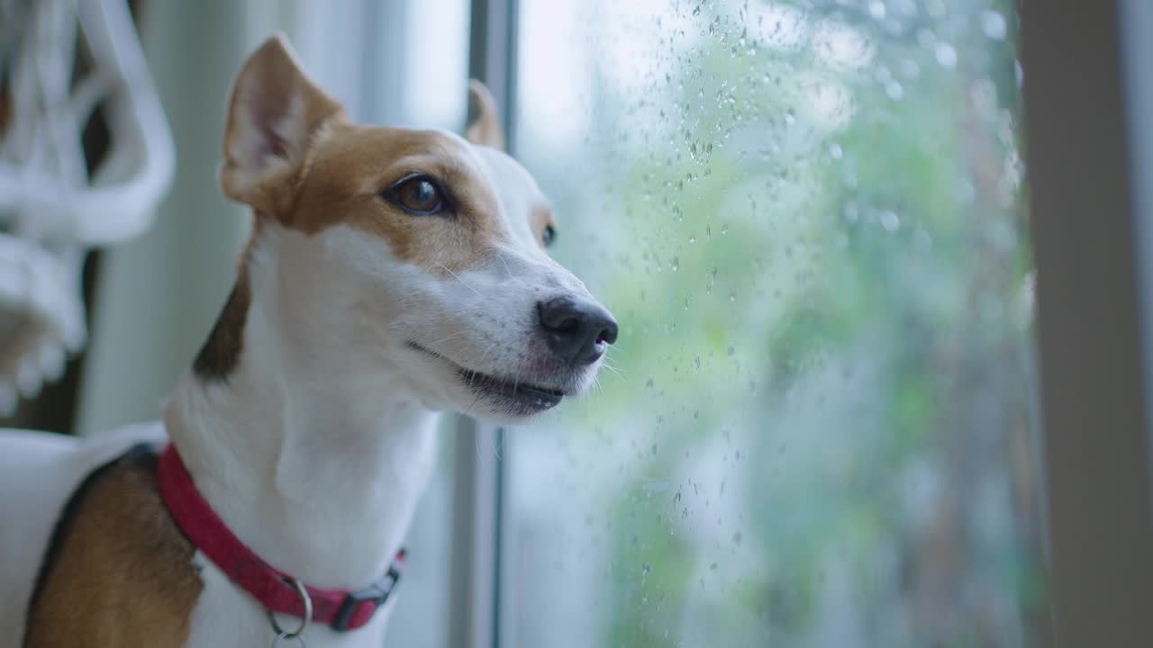 杰克罗素梗在雨天透过玻璃门观察视频素材