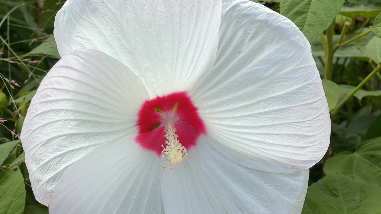 沼泽玫瑰锦葵或芙蓉视频素材