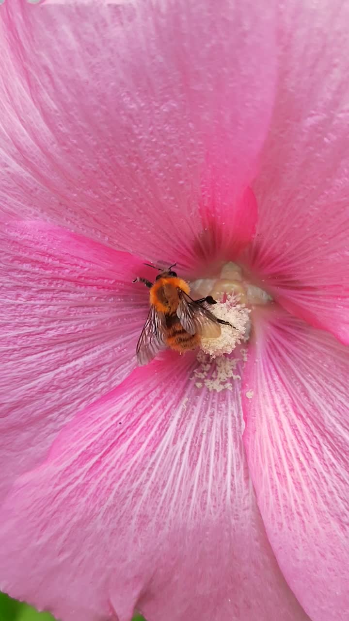 蜜蜂授粉视频素材