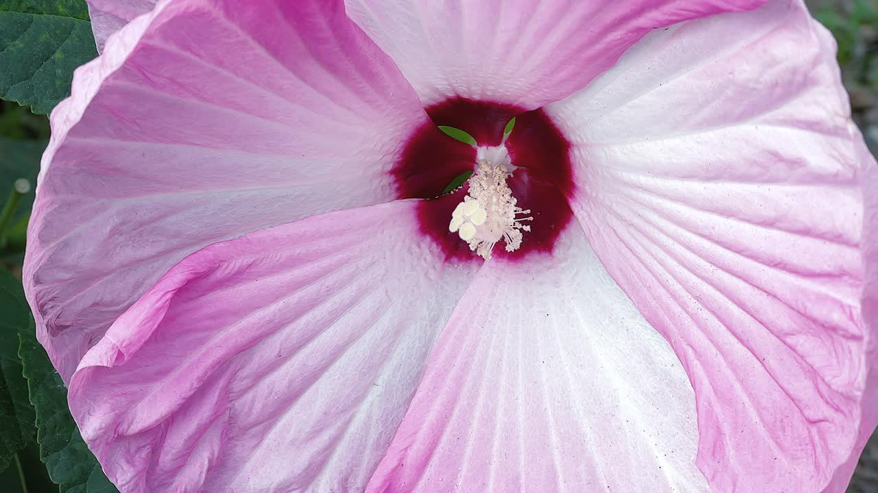 沼泽玫瑰锦葵或芙蓉视频素材