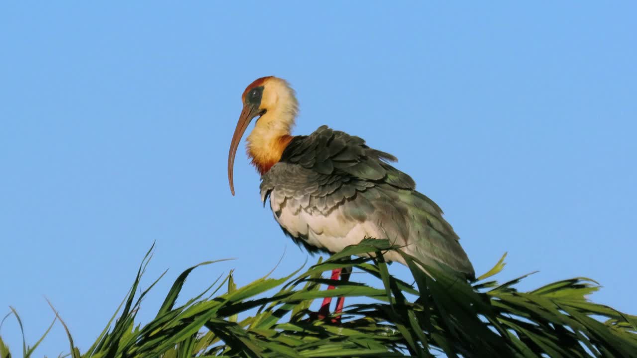 这种奇异的鸟:牛颈朱鹮(Theristicus caudatus)在葡萄牙语中也被称为Curicaca。视频素材