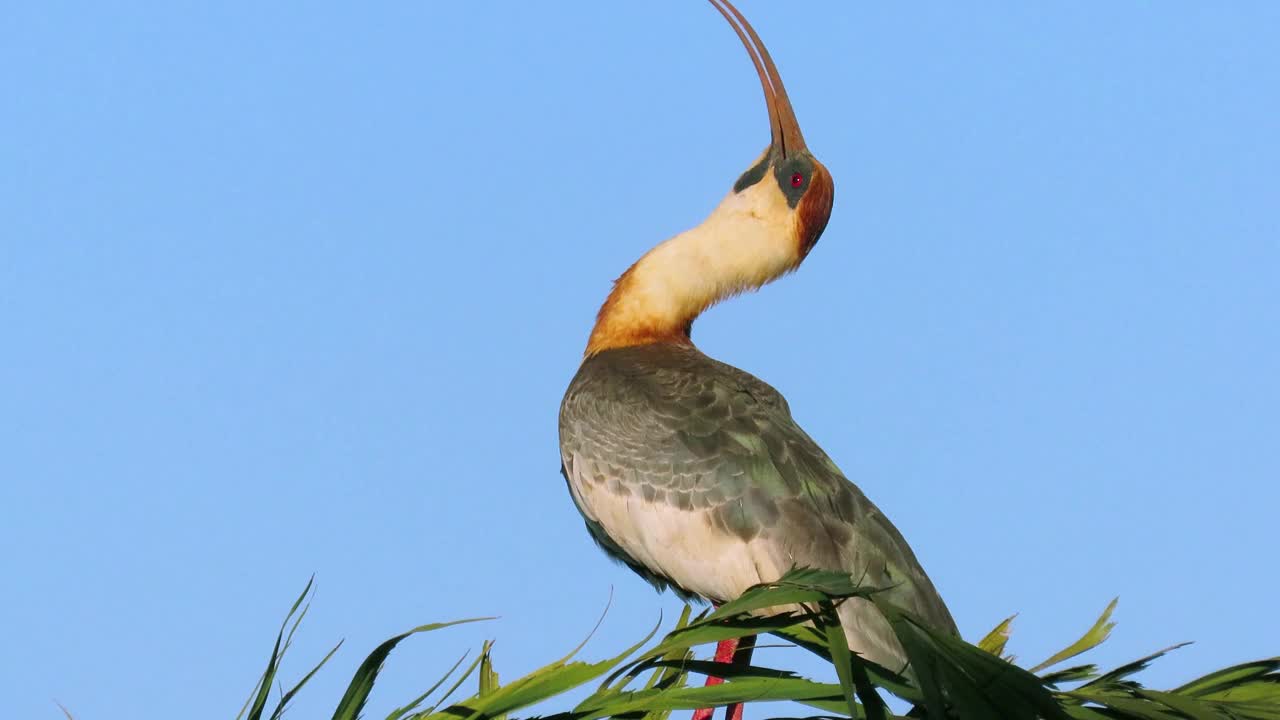 这种奇异的鸟:牛颈朱鹮(Theristicus caudatus)在葡萄牙语中也被称为Curicaca。视频素材