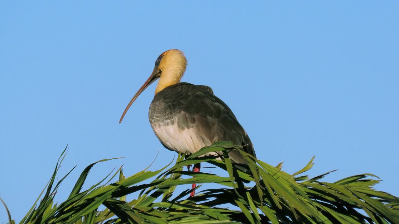 这种奇异的鸟:牛颈朱鹮(Theristicus caudatus)在葡萄牙语中也被称为Curicaca。视频素材