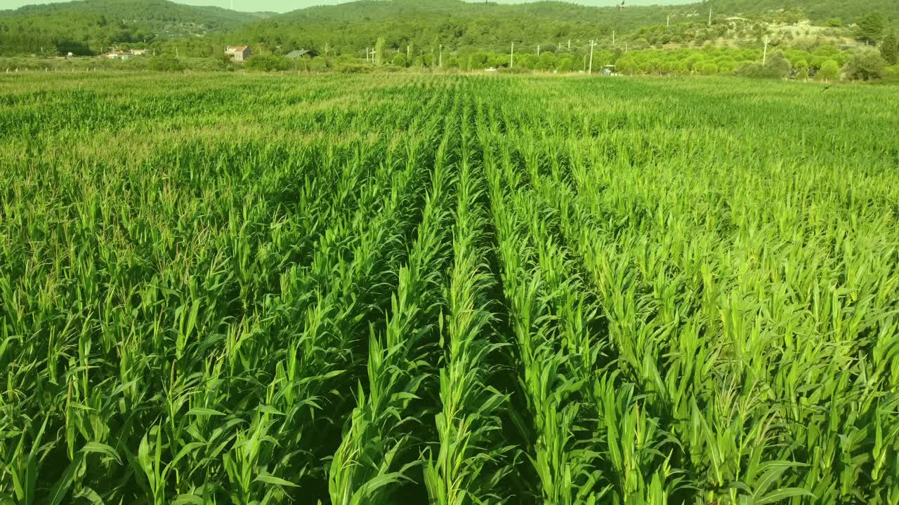 玉米田鸟瞰图视频素材