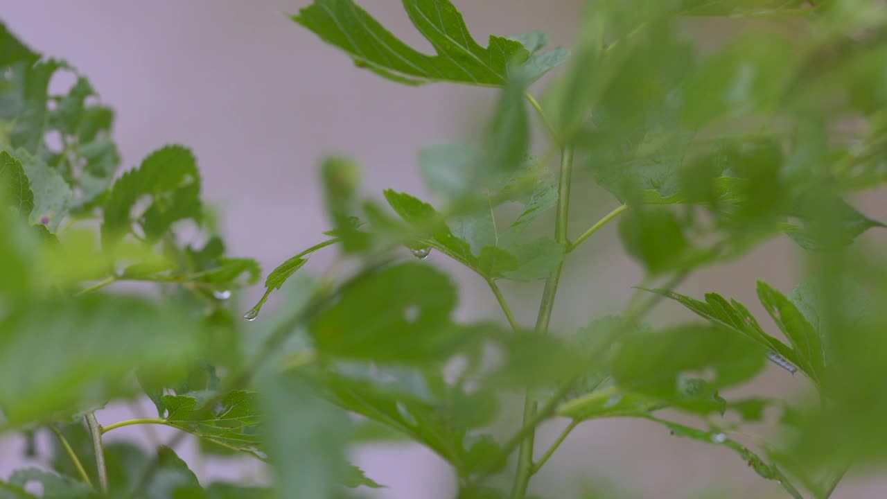 雨点落在绿叶上视频素材