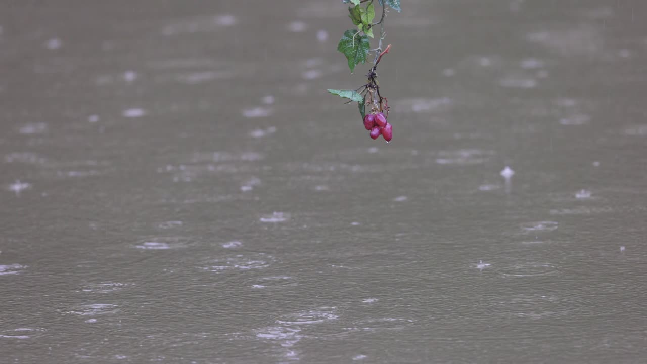 雨水滴在池塘表面视频素材