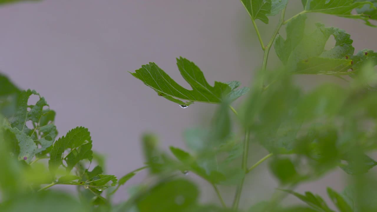 雨点落在绿叶上视频素材