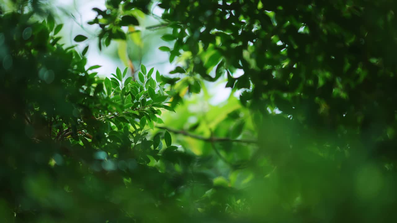 近距离雨落在树上。白天，雨落在树叶上。小雨落在小树上。绿色自然的概念。4 k的决议视频素材