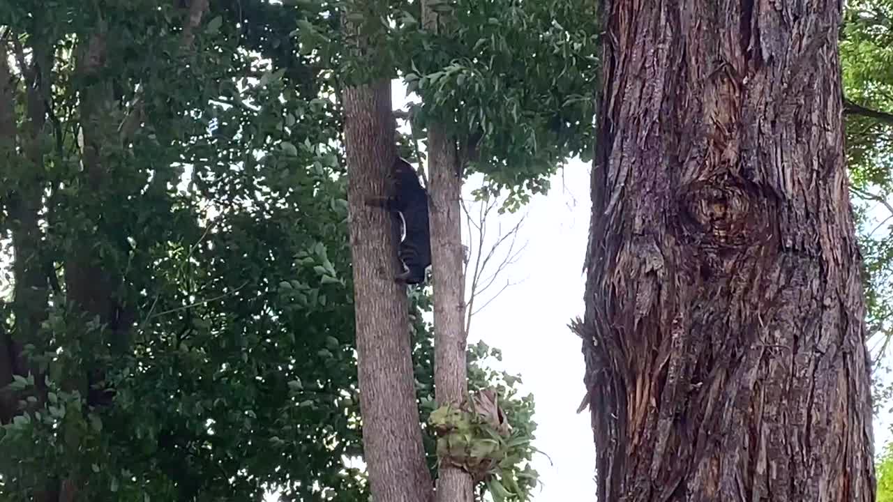 乡村猫在风中爬高树视频素材