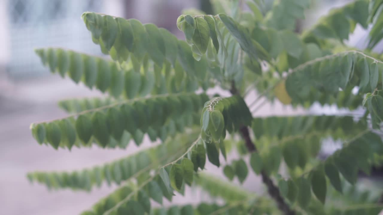 绿叶伴雨视频素材