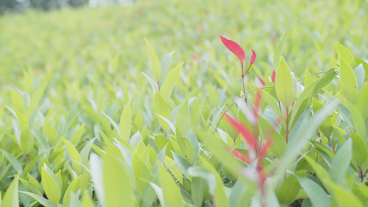 大自然的美清新的绿色草地树叶丰富的绿叶和红叶植物随风摇曳视频素材