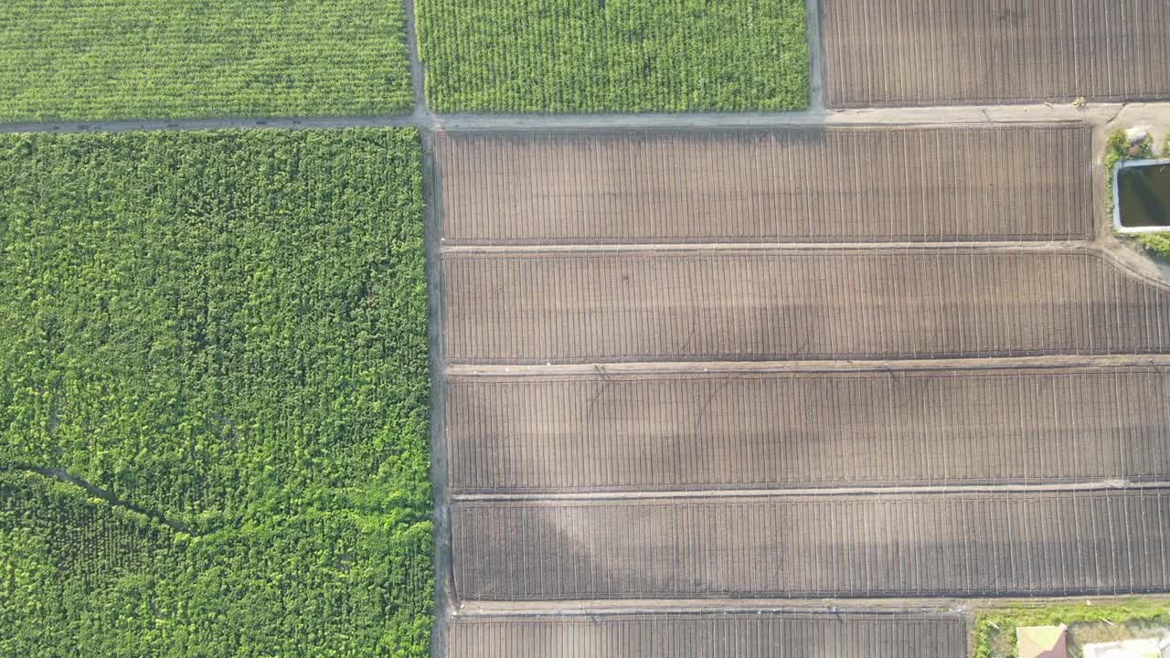 甘蔗田鸟瞰图，头顶拍摄视频素材