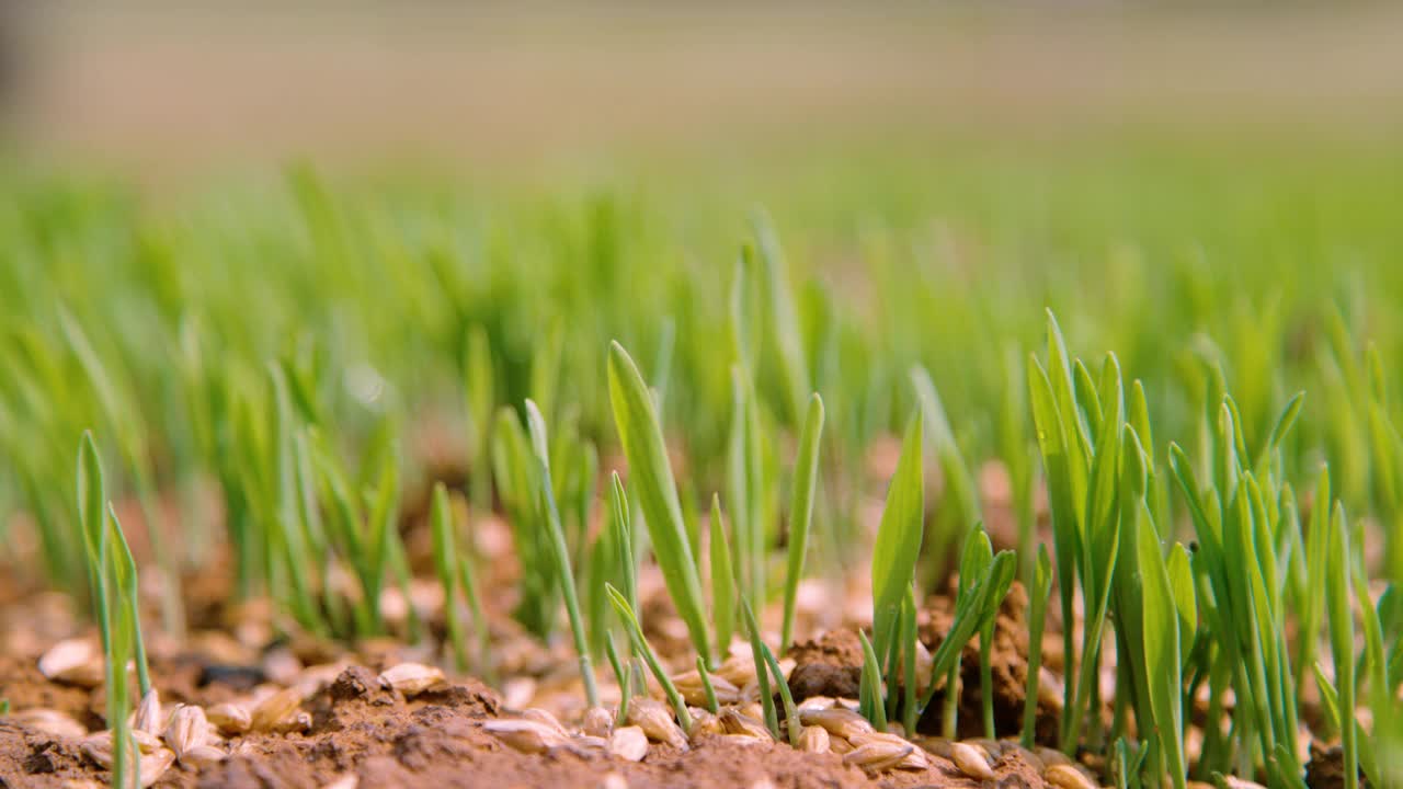 MACRO, DOF:刚播种的草开始从肥沃的干燥的土地上发芽。视频素材