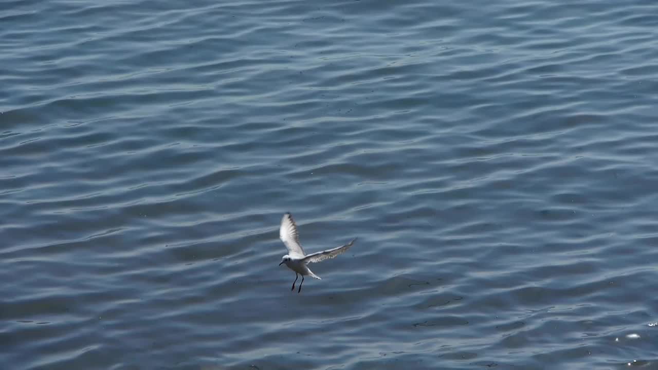 海鸥在海上飞翔。视频素材