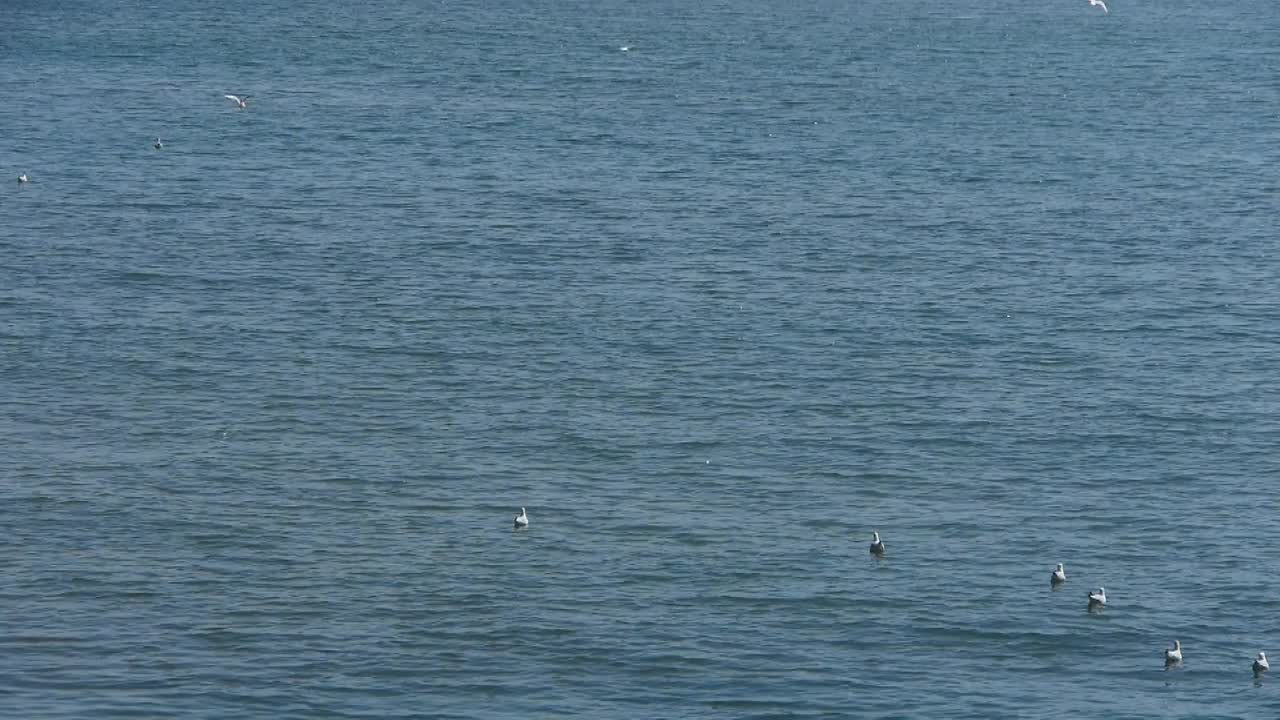 海鸥在海上飞翔。视频素材