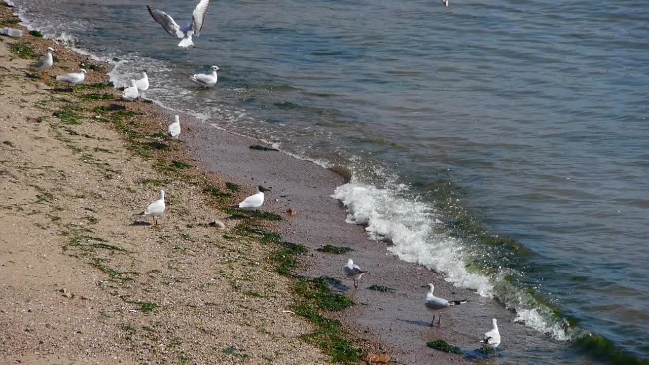 海鸥在海上飞翔。视频素材