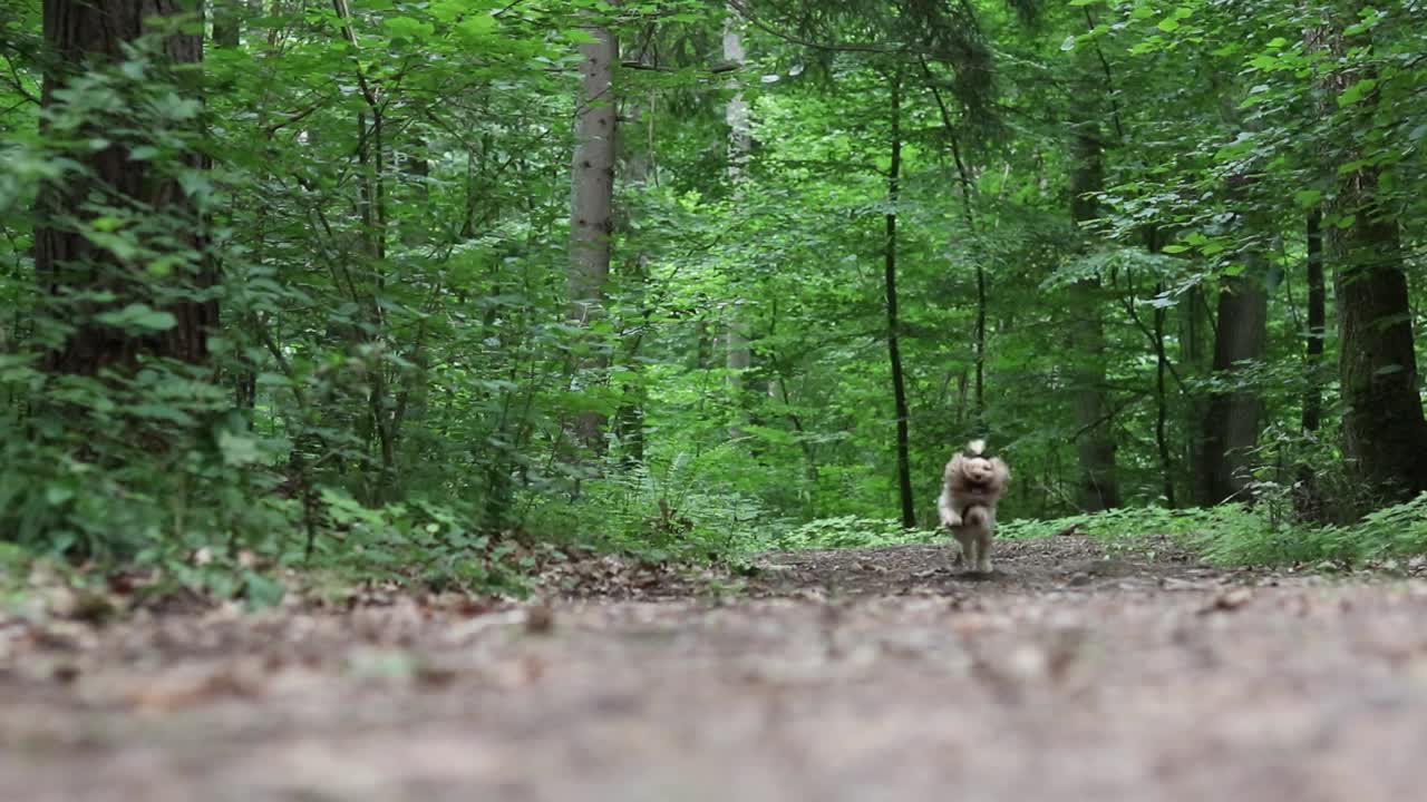 和约克狗在树林里散步。视频下载