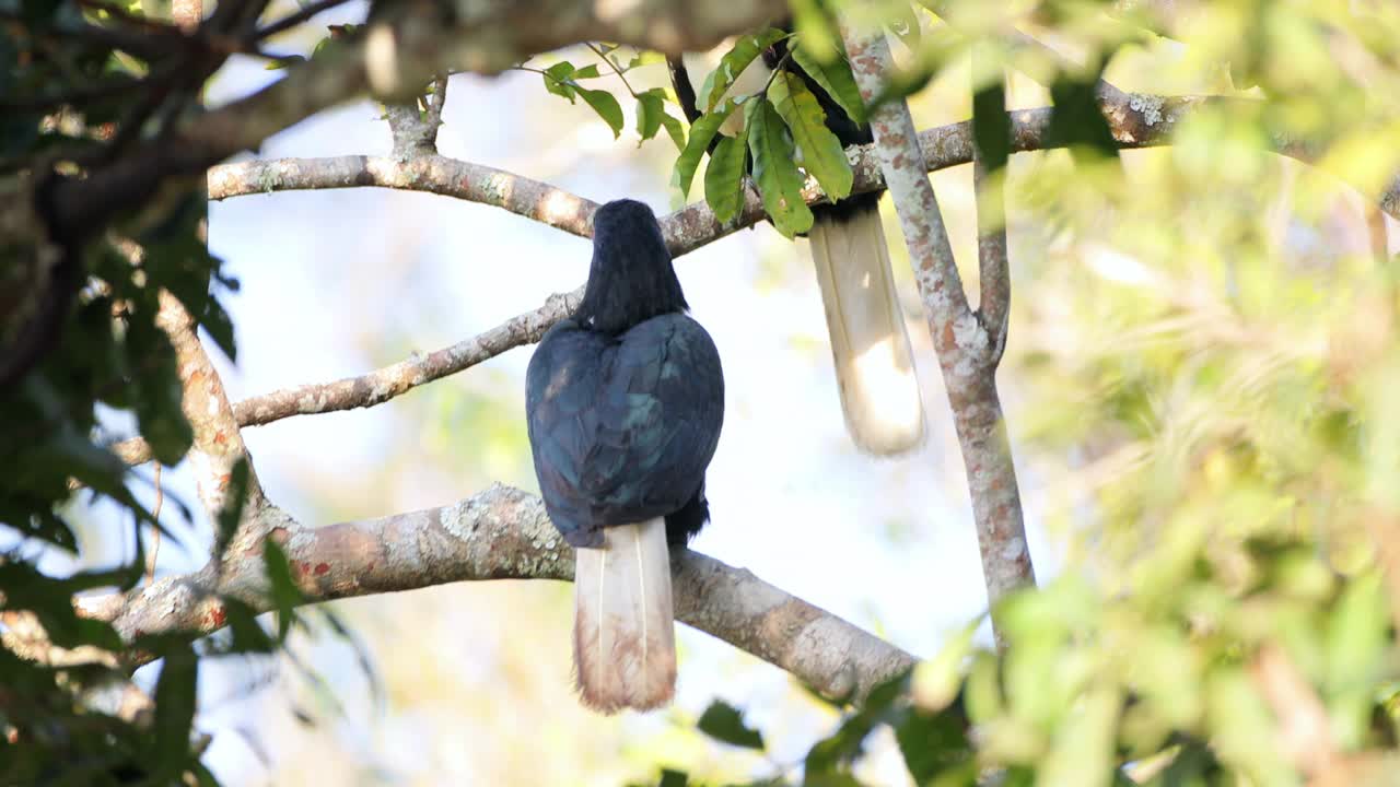 犀鸟:成年雌性环状犀鸟或Bar-pouched环状犀鸟(Rhyticeros undulatus)视频素材