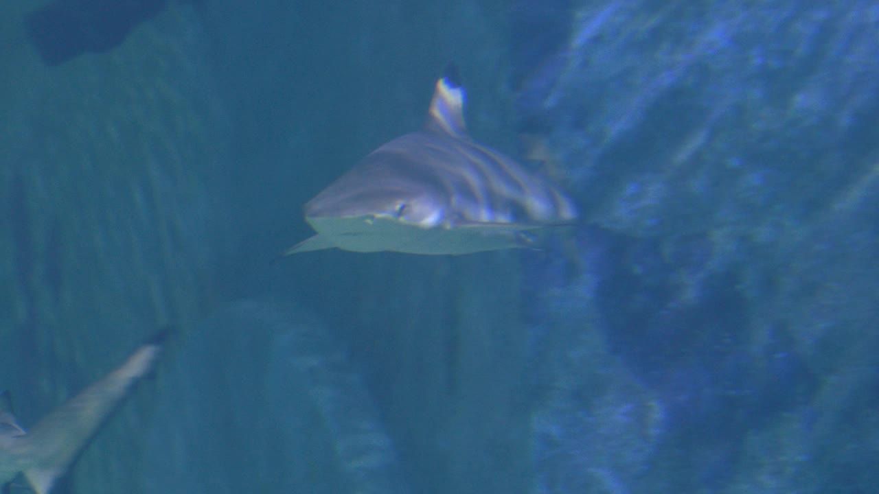 鲨鱼在大水族馆水下景观游泳视频素材