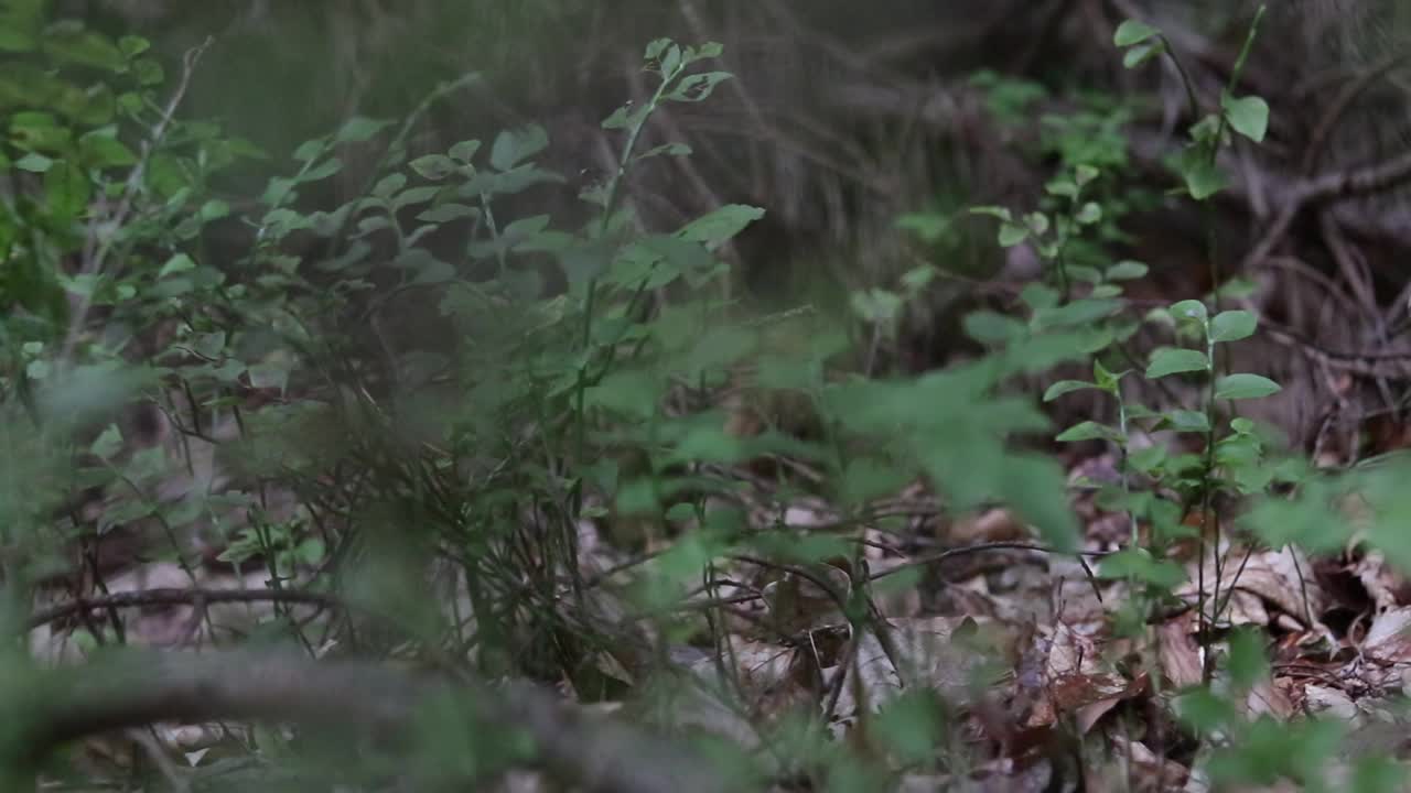 森林里的景色。视频素材