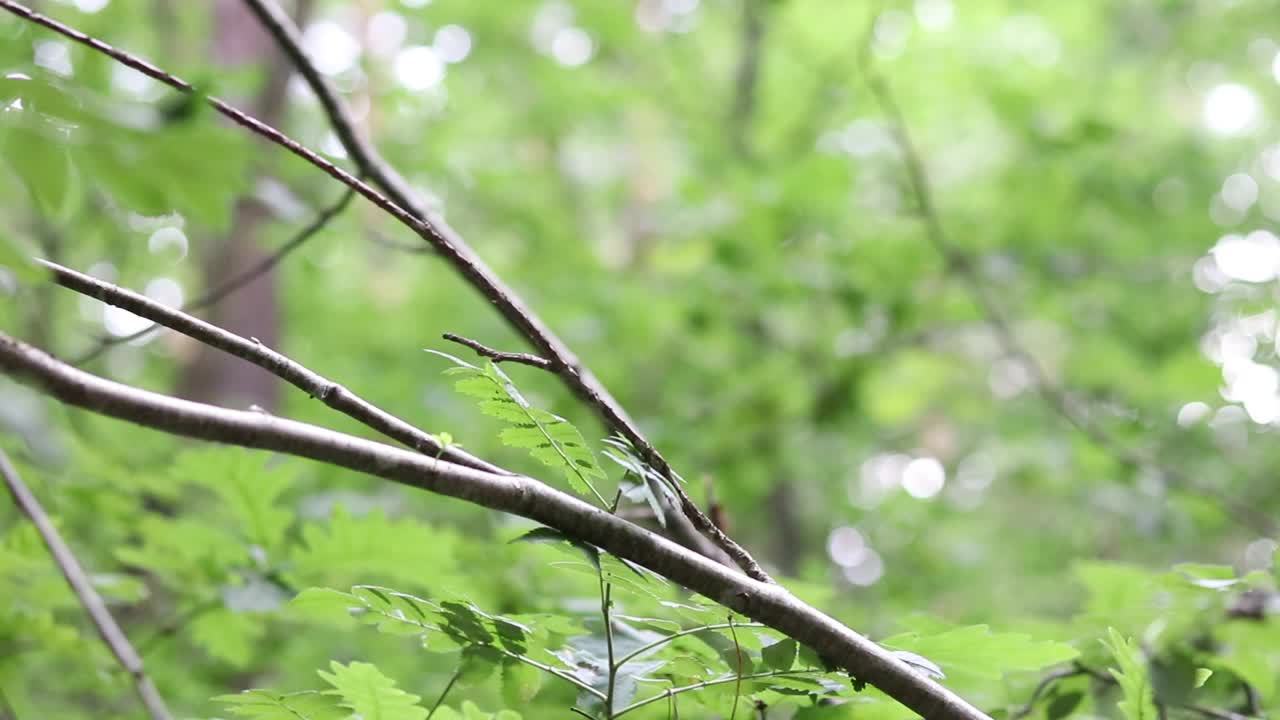 森林里的景色。视频下载