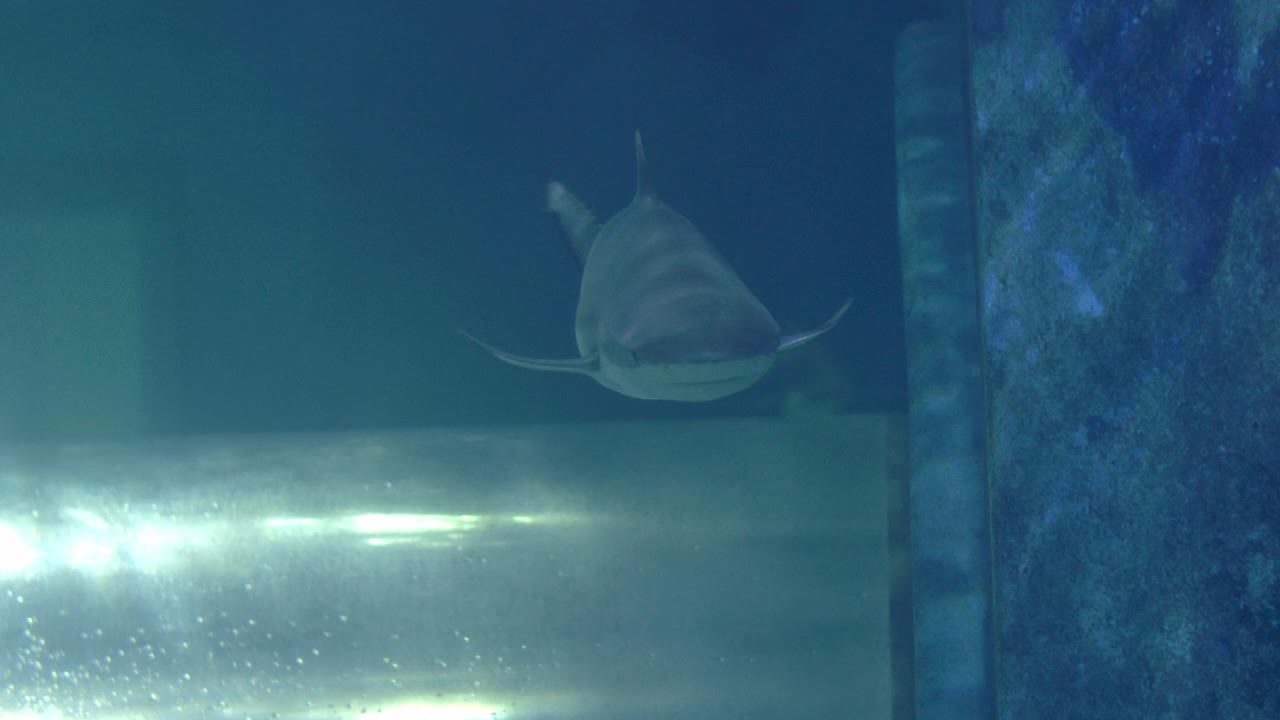 鲨鱼在大水族馆水下景观游泳视频素材