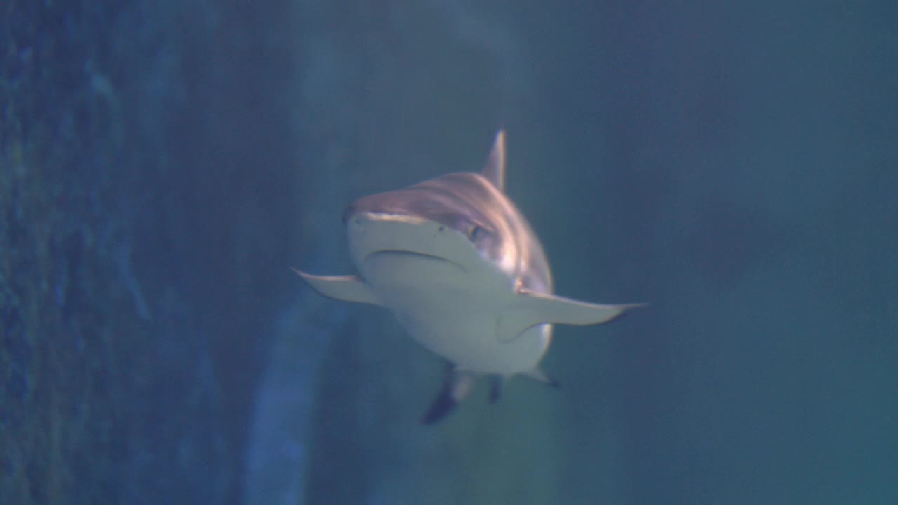 鲨鱼在大水族馆水下景观游泳视频素材