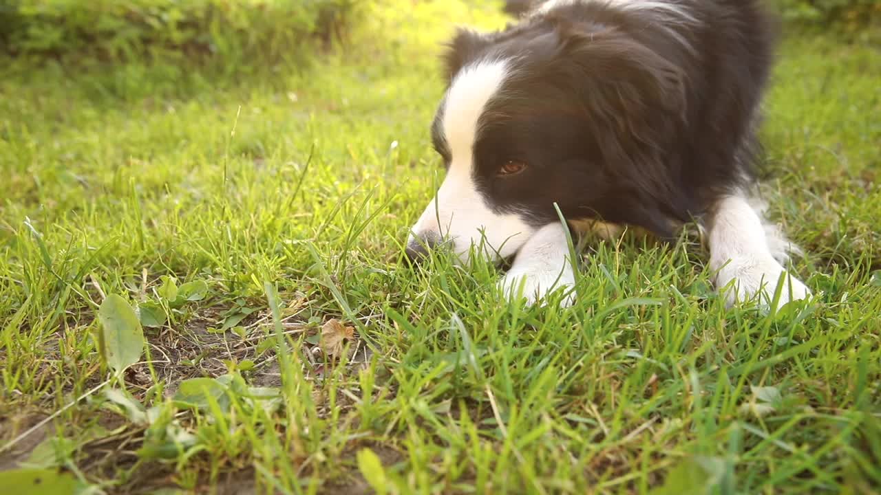 可爱微笑小狗的户外肖像边境牧羊犬躺在草地公园的背景。在阳光明媚的夏日里，有一张滑稽脸的小狗在户外。宠物护理和有趣的动物生活理念视频素材