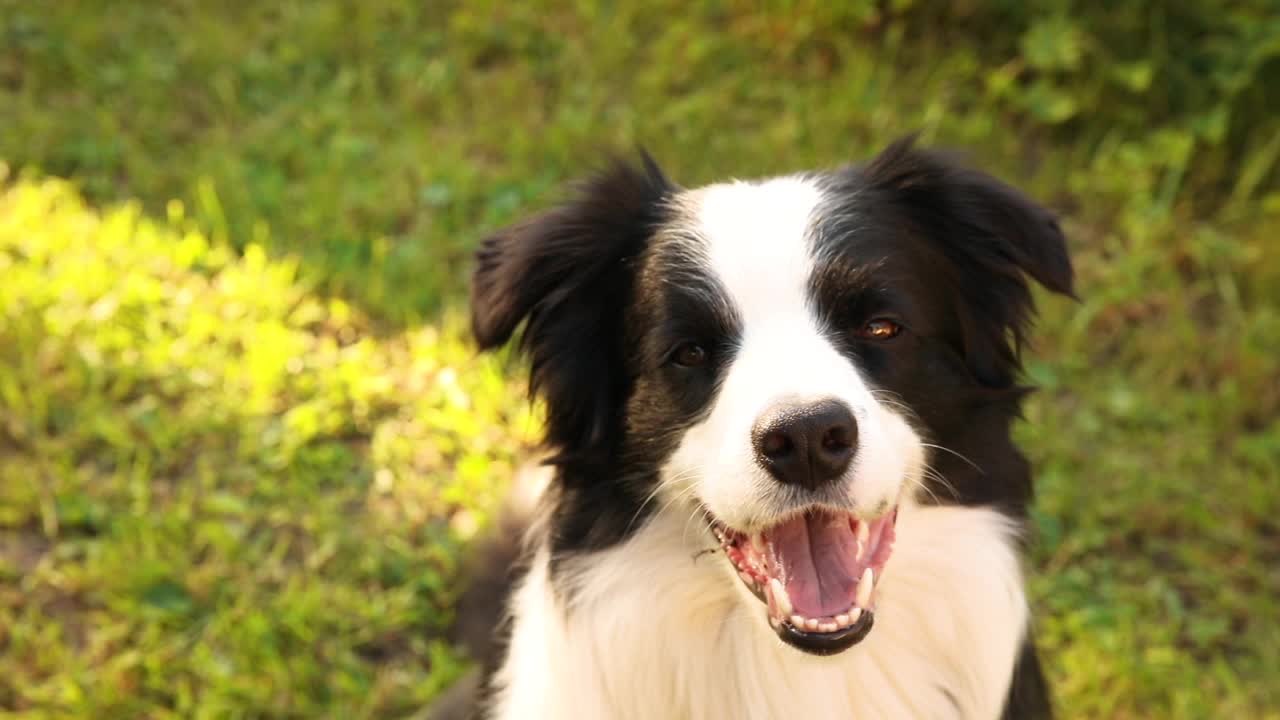 可爱微笑小狗的户外肖像边境牧羊犬坐在草地公园的背景。在阳光明媚的夏日里，有一张滑稽脸的小狗在户外。宠物护理和有趣的动物生活理念视频素材