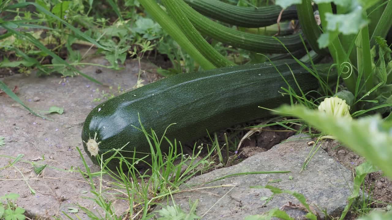 绿色的西葫芦在花园里。在菜园里种西葫芦。视频素材