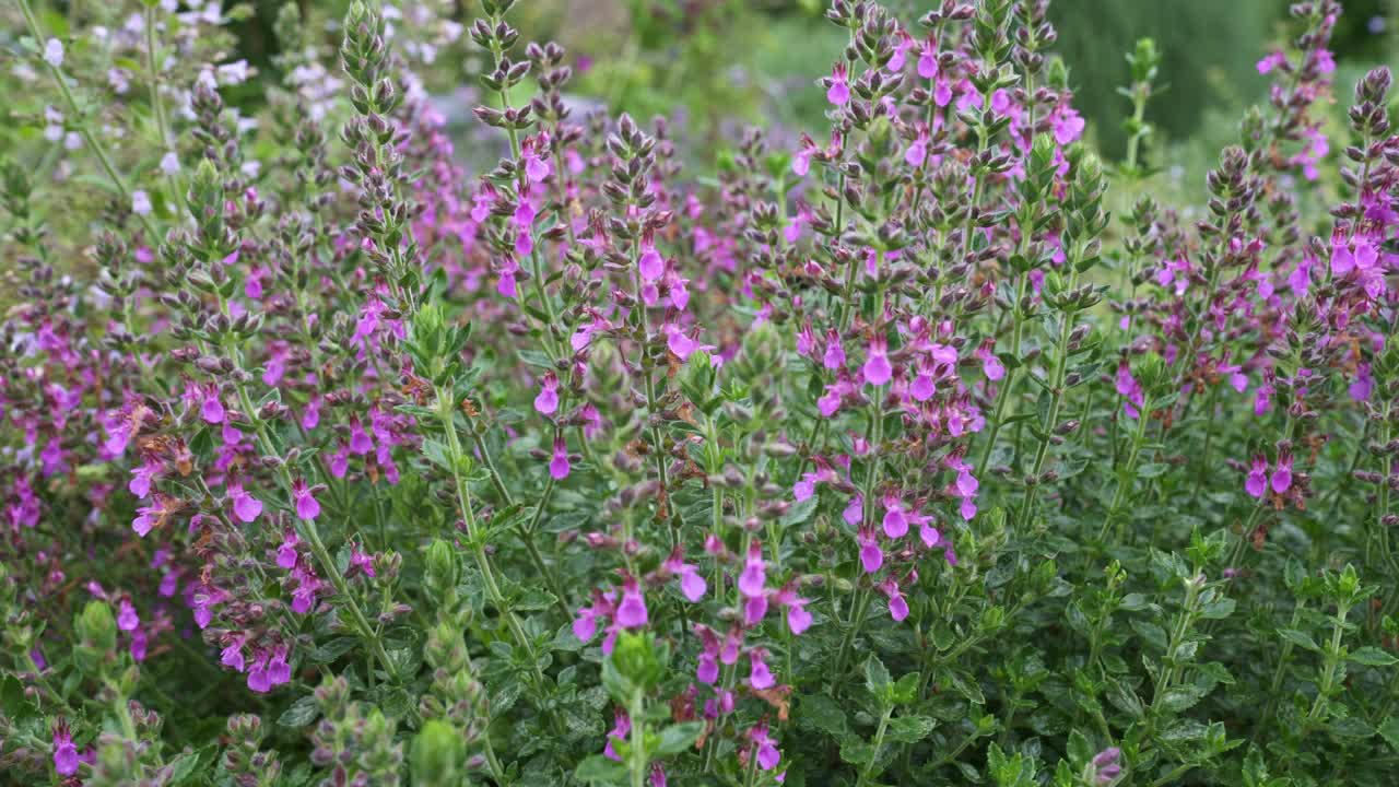 鸢尾属植物，粉红色花序。草药。视频素材