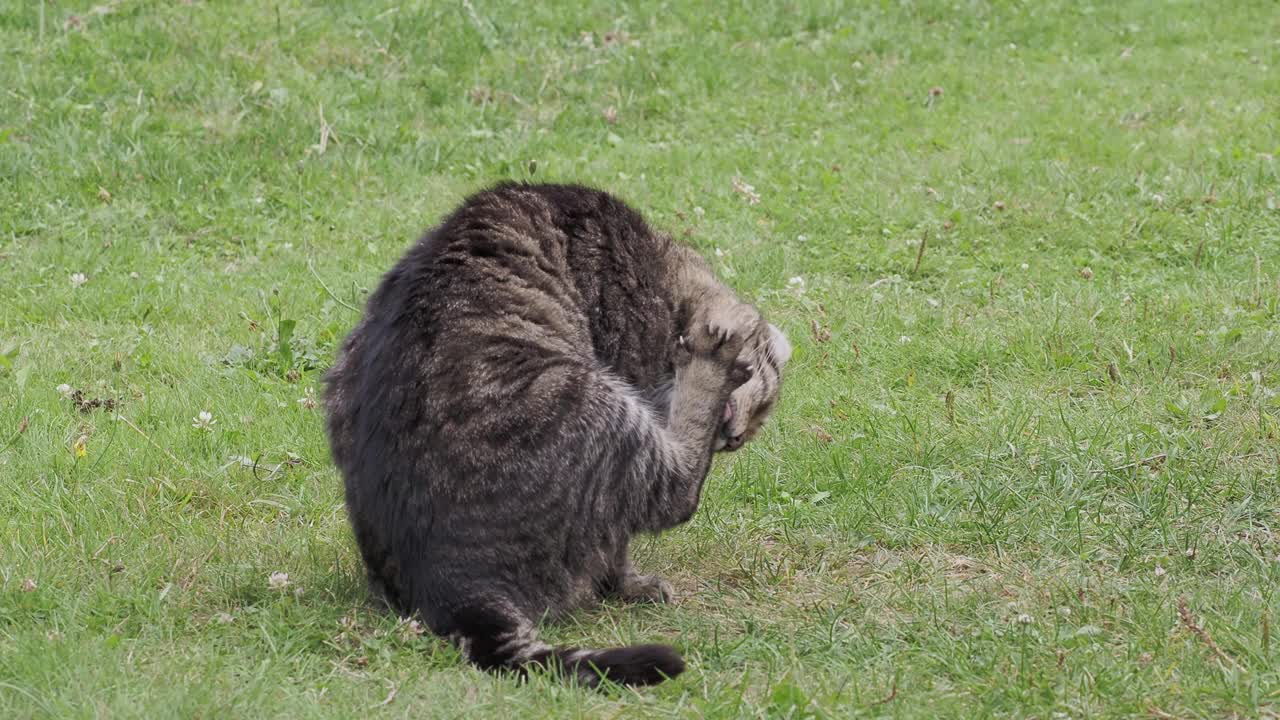 虎斑家猫清理它的皮毛视频素材