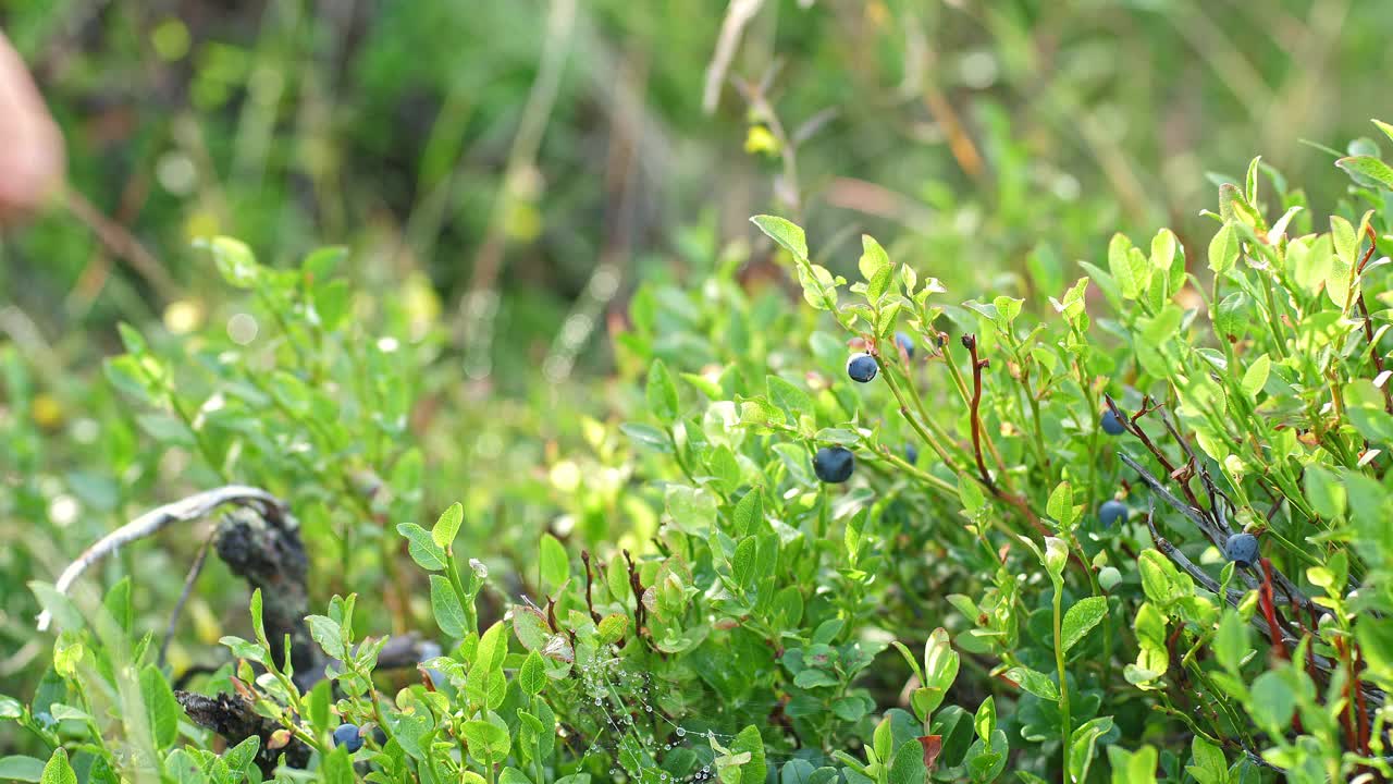 夏天在瑞典北部采摘蓝莓视频素材